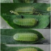 pol bellargus larva2 volg